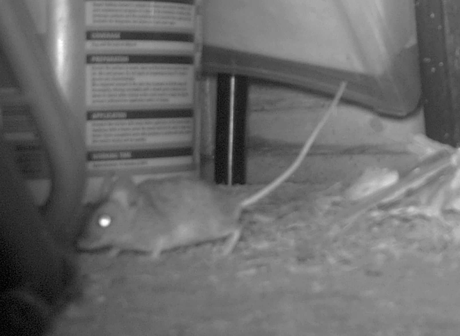  Wood Mouse    